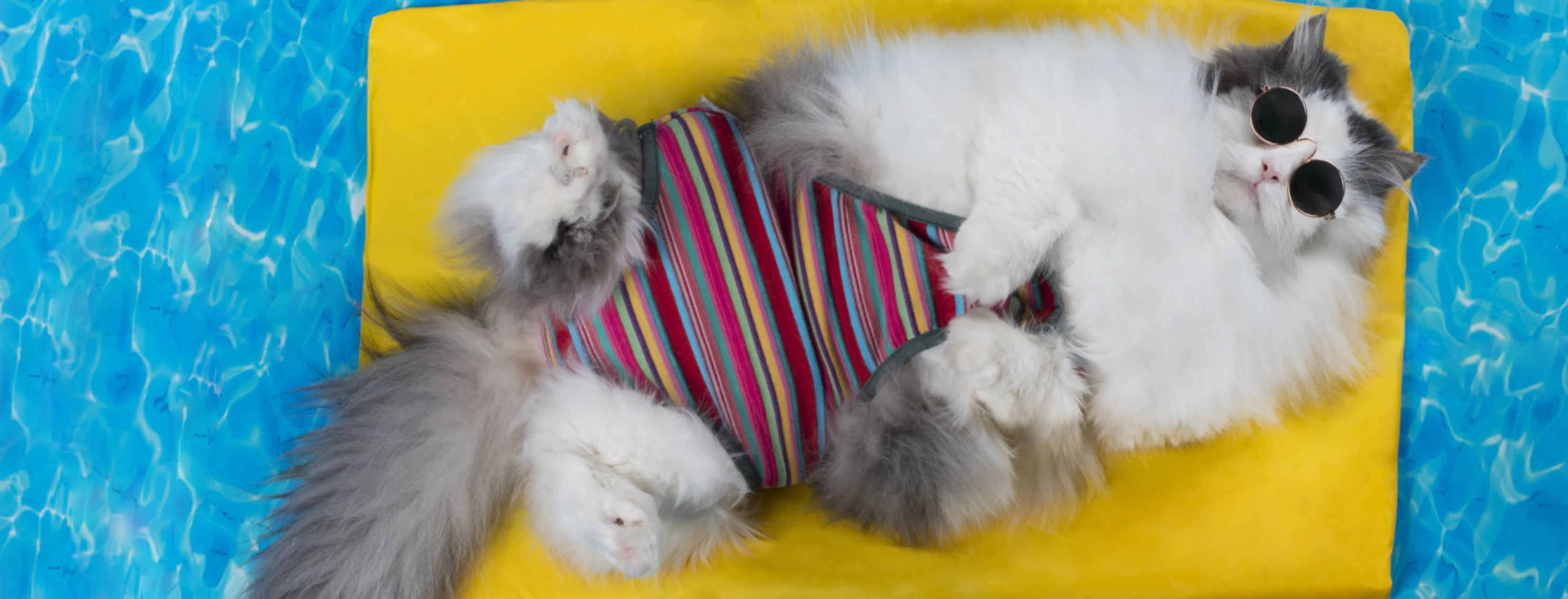 A cat laying in a pool on a wakeboard A cat laying in a pool on a wakeboard